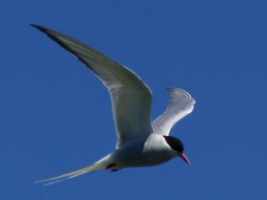 Arctic in flight4