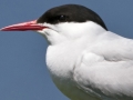 Artic Tern