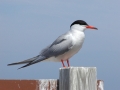 Common Tern