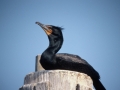 Double Crested Cormorant