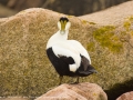 Common Eider