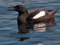 Black Guillemot