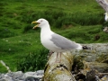 Herring Gull