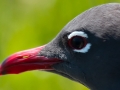 Laughing Gull