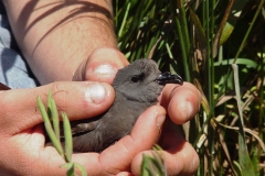 Leachs Storm Petrel