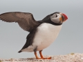 Atlantic Puffin