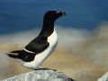 Razorbill
