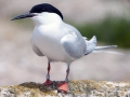 Roseate Tern