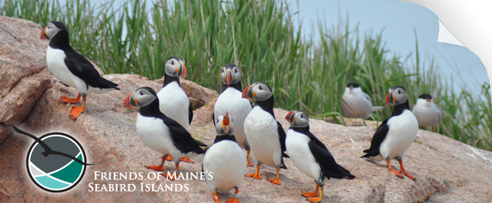 Maine Sea Birds