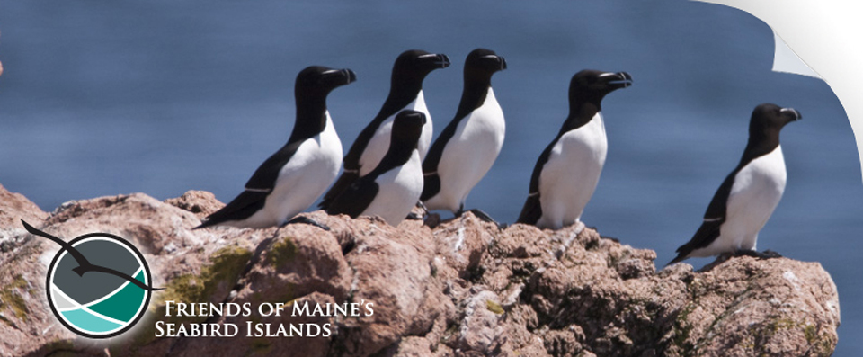 Maine Sea Birds