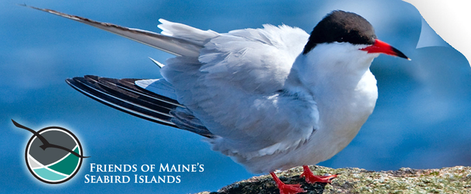 Maine Sea Birds