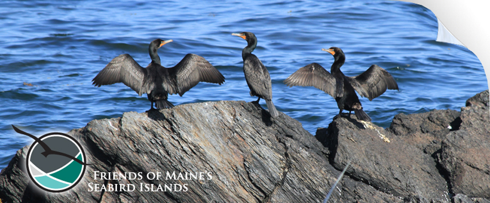 Maine Sea Birds