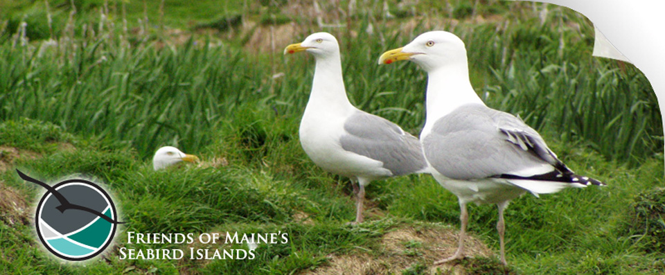 Maine Sea Birds