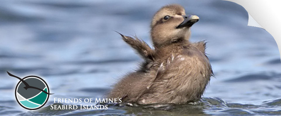 Maine Sea Birds