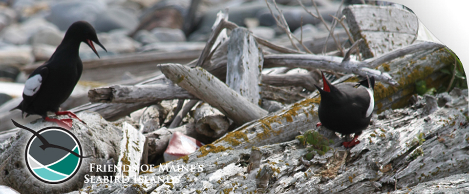 Maine Sea Birds