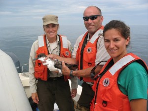 Shearwaters